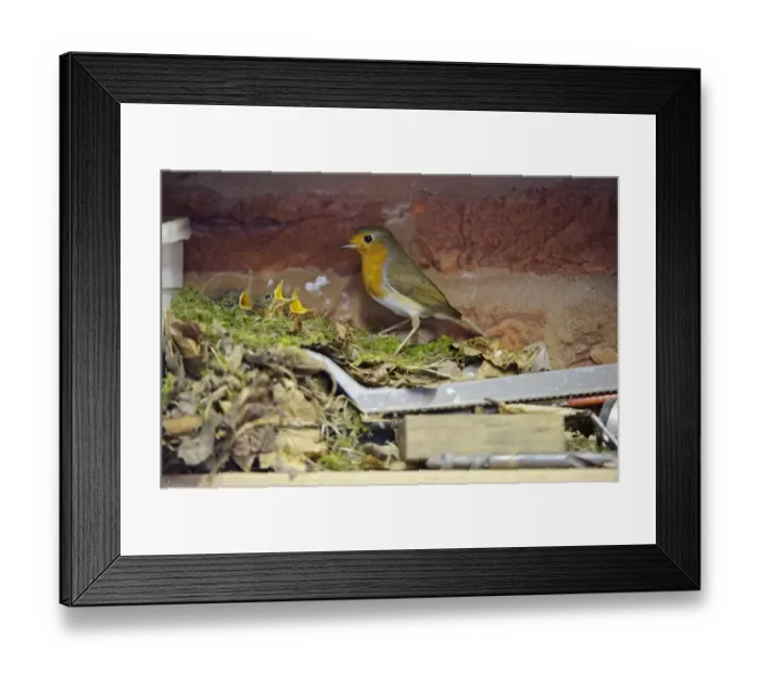 Framed Print : European Robin (Erithacus rubecula) adult with chicks, begging at nest on shelf in garage, Staffordshire, England Framed Print : European Robin (Erithacus rubecula) adult with chicks, begging at nest on shelf in garage, Staffordshire, England