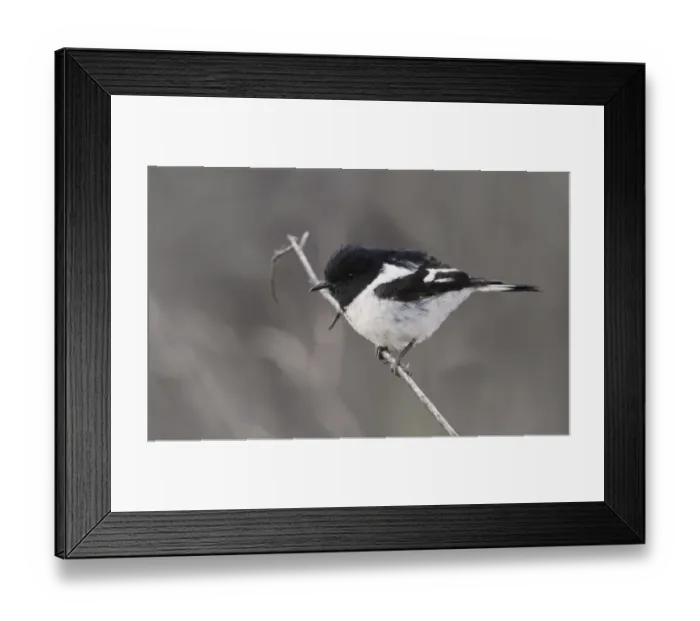 Framed Print : Hooded Robin (Melanodryas cucullata) adult male, perched on twig, Ormiston Gorge, West MacDonnell N. P Framed Print : Hooded Robin (Melanodryas cucullata) adult male, perched on twig, Ormiston Gorge, West MacDonnell N. P