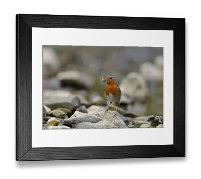 Framed Print : European Robin (Erithacus rubecula) adult, with Mayflies (Ephemera glaucops) in beak Framed Print : European Robin (Erithacus rubecula) adult, with Mayflies (Ephemera glaucops) in beak