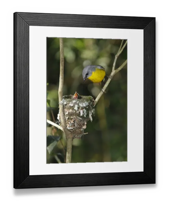 Framed Print : Eastern Yellow Robin (Eopsaltria australis) adult, with chicks begging for food at nest, Lamington N. P Framed Print : Eastern Yellow Robin (Eopsaltria australis) adult, with chicks begging for food at nest, Lamington N. P