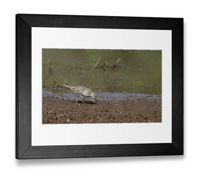 Framed Print : Sharp-tailed Sandpiper (Calidris acuminata) adult, non-breeding plumage, foraging on mudflats, Hasties Swamp N. P Framed Print : Sharp-tailed Sandpiper (Calidris acuminata) adult, non-breeding plumage, foraging on mudflats, Hasties Swamp N. P