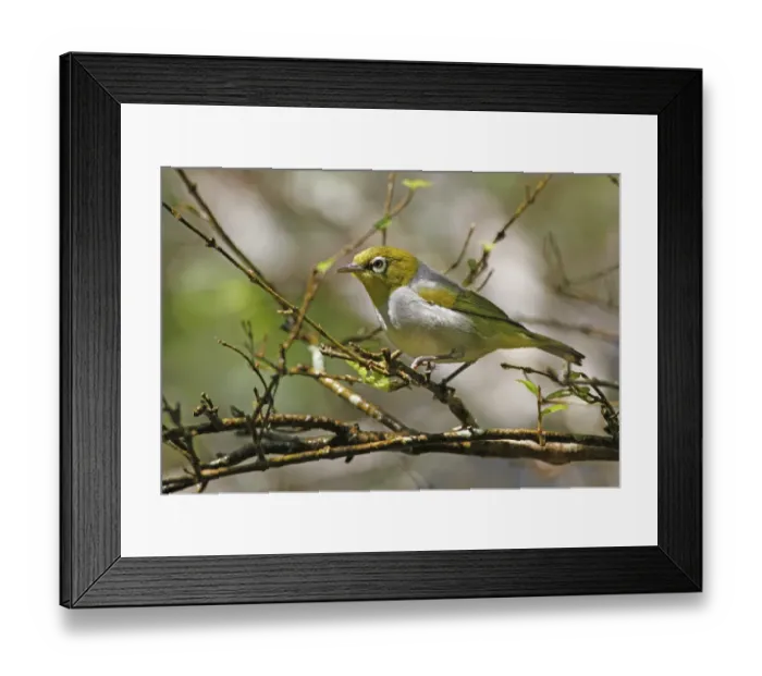 Framed Print : Silvereye (Zosterops lateralis) adult, perched on twig, Atherton Tableland, Great Dividing Range, Queensland Framed Print : Silvereye (Zosterops lateralis) adult, perched on twig, Atherton Tableland, Great Dividing Range, Queensland
