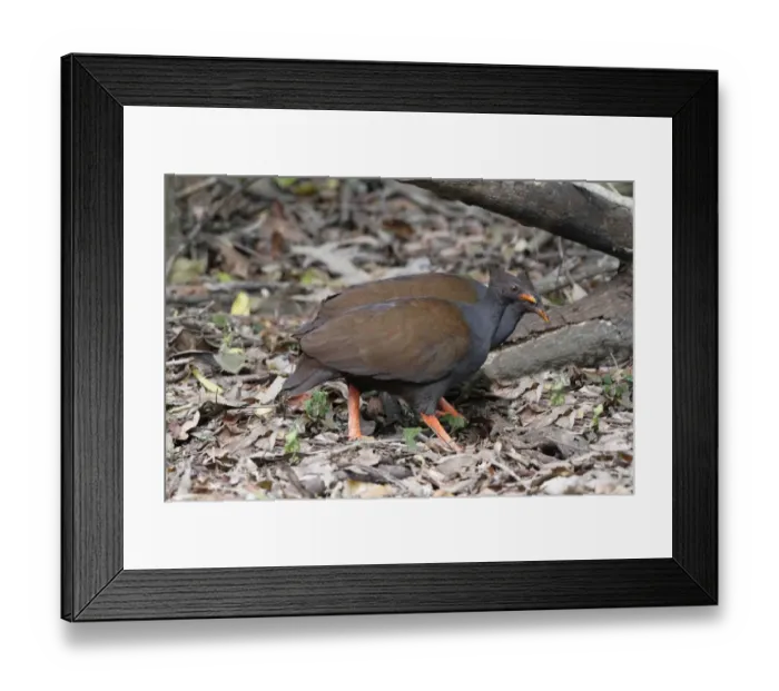 Framed Print : Orange-footed Scrubfowl (Megapodius reinwardt) adult pair, foraging amongst leaf litter on rainforest floor Framed Print : Orange-footed Scrubfowl (Megapodius reinwardt) adult pair, foraging amongst leaf litter on rainforest floor