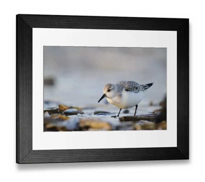 Framed Print : Sanderling (Calidris alba) adult, non-breeding plumage, feeding amongst razorshells washed up by surf on beach Framed Print : Sanderling (Calidris alba) adult, non-breeding plumage, feeding amongst razorshells washed up by surf on beach