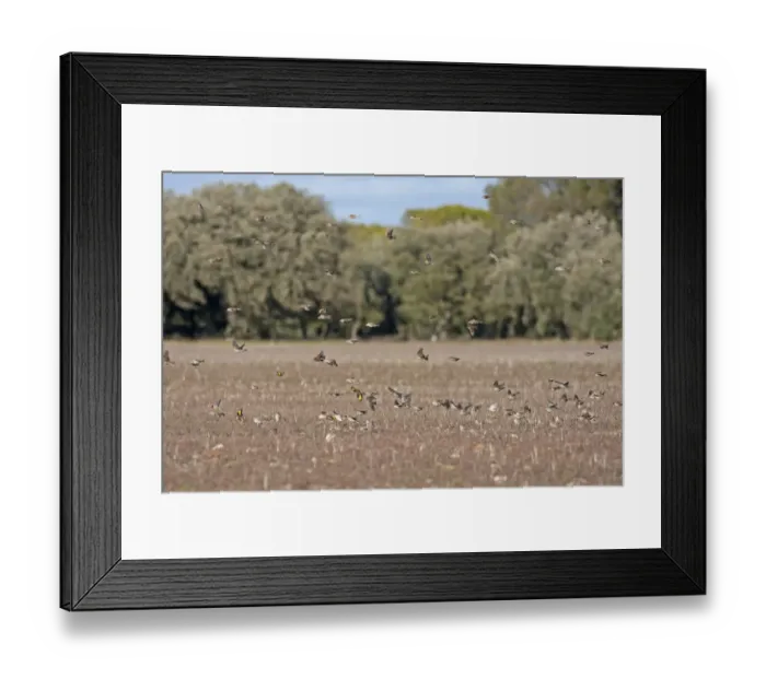Framed Print : Rock Sparrow (Petronia petronia), Eurasian Tree Sparrow (Passer montanus)