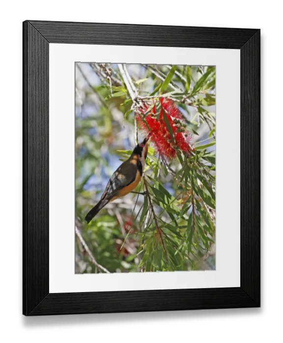 Framed Print : Eastern Spinebill (Acanthorhynchus tenuirostris) adult male, feeding on nectar from Crimson Bottlebrush Framed Print : Eastern Spinebill (Acanthorhynchus tenuirostris) adult male, feeding on nectar from Crimson Bottlebrush