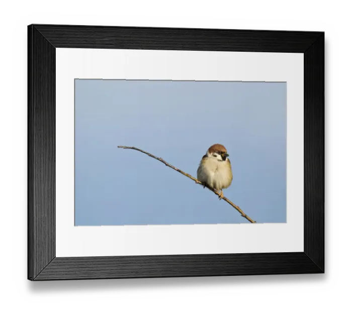 Framed Print : Eurasian Tree Sparrow (Passer montanus) adult, perched on twig, Bempton Cliffs RSPB Reserve, Bempton, East Yorkshire