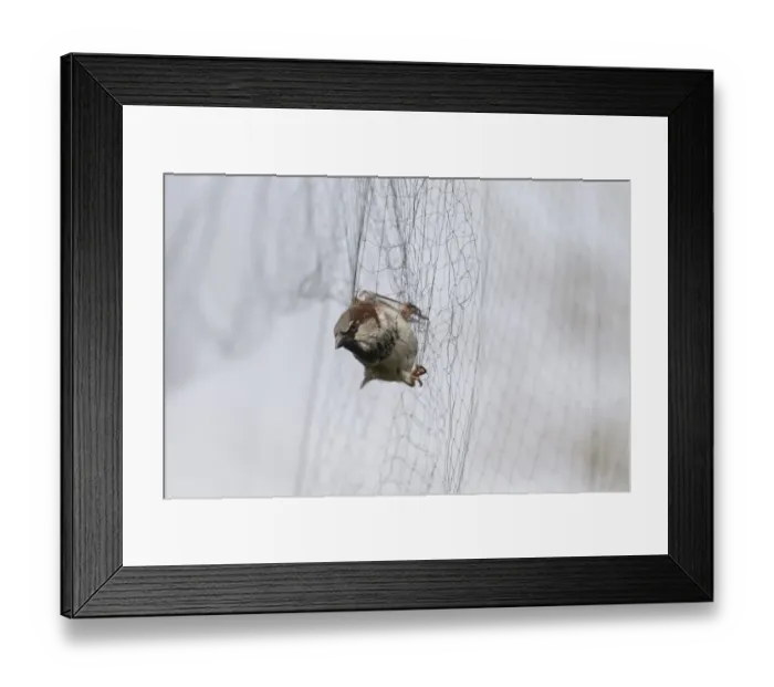 Framed Print : House Sparrow (Passer domesticus) adult male, caught in mist net during ringing survey, Suffolk, England, March Framed Print : House Sparrow (Passer domesticus) adult male, caught in mist net during ringing survey, Suffolk, England, March