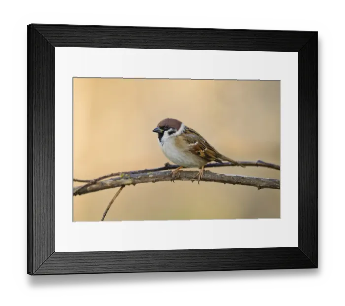 Framed Print : Eurasian Tree Sparrow (Passer montanus) adult, perched on twig, Bempton Cliffs RSPB Reserve, Bempton, East Yorkshire Framed Print : Eurasian Tree Sparrow (Passer montanus) adult, perched on twig, Bempton Cliffs RSPB Reserve, Bempton, East Yorkshire
