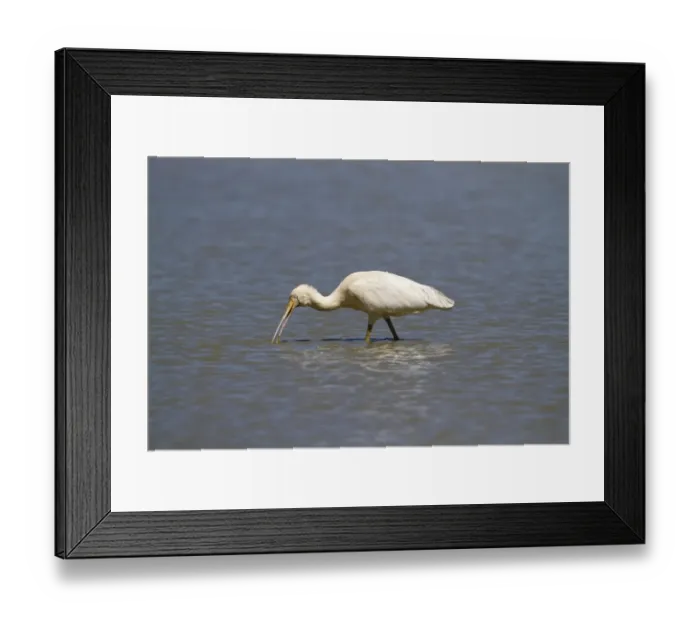 Framed Print : Yellow-billed Spoonbill (Platalea flavipes) adult, feeding in billabong, Queensland, Australia, October Framed Print : Yellow-billed Spoonbill (Platalea flavipes) adult, feeding in billabong, Queensland, Australia, October