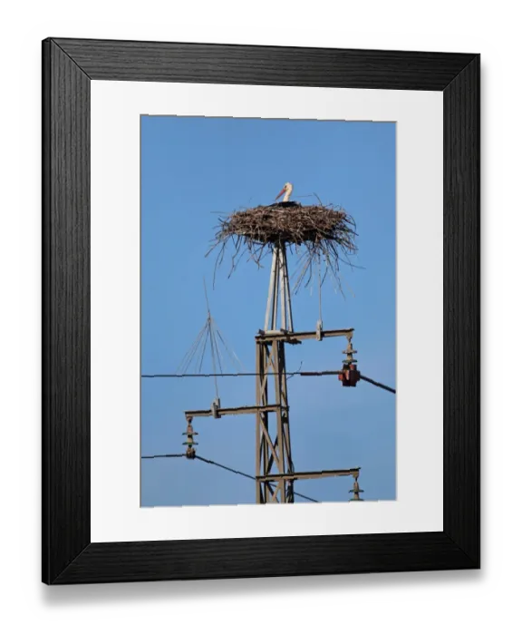 Framed Print : White Stork (Ciconia ciconia) adult, sitting at nest on pylon, Coto Donana, Andalucia, Spain, May Framed Print : White Stork (Ciconia ciconia) adult, sitting at nest on pylon, Coto Donana, Andalucia, Spain, May