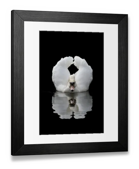Framed Print : Mute Swan (Cygnus olor) adult, displaying in threat posture on lake, Wolsey Centre, Staffordshire, England, June Framed Print : Mute Swan (Cygnus olor) adult, displaying in threat posture on lake, Wolsey Centre, Staffordshire, England, June