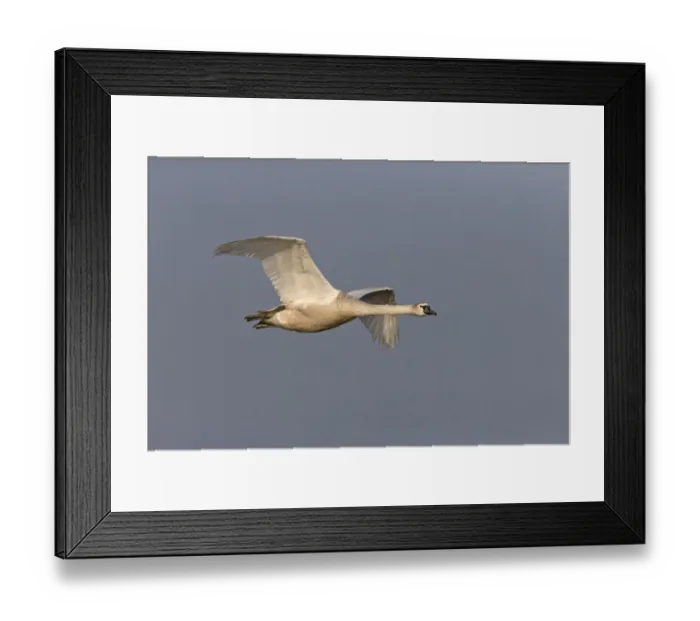 Framed Print : Blacktip Shark (Carcharhinus limbatus) and Long-beaked Common Dolphin (Delphinus capensis) adults Framed Print : Blacktip Shark (Carcharhinus limbatus) and Long-beaked Common Dolphin (Delphinus capensis) adults