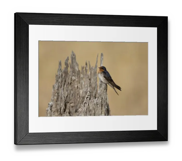 Framed Print : Welcome Swallow (Hirundo neoxena) adult, perched on tree stump, Maria Island N. P. Tasmania, Australia, February Framed Print : Welcome Swallow (Hirundo neoxena) adult, perched on tree stump, Maria Island N. P. Tasmania, Australia, February