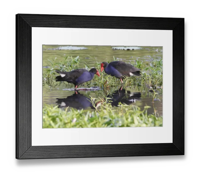 Framed Print : Purple Swamphen (Porhyrio porphyrio melanotus) adult pair, standing amongst aquatic vegetation in shallow water Framed Print : Purple Swamphen (Porhyrio porphyrio melanotus) adult pair, standing amongst aquatic vegetation in shallow water