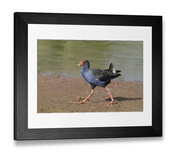 Framed Print : Purple Swamphen (Porhyrio porphyrio melanotus) adult, walking on mudflat, Hasties Swamp N. P Framed Print : Purple Swamphen (Porhyrio porphyrio melanotus) adult, walking on mudflat, Hasties Swamp N. P