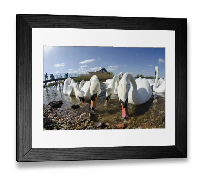 Framed Print : Mute Swan (Cygnus olor) adults, flock feeding at edge of flooded former gravel pit near visitors centre Framed Print : Mute Swan (Cygnus olor) adults, flock feeding at edge of flooded former gravel pit near visitors centre