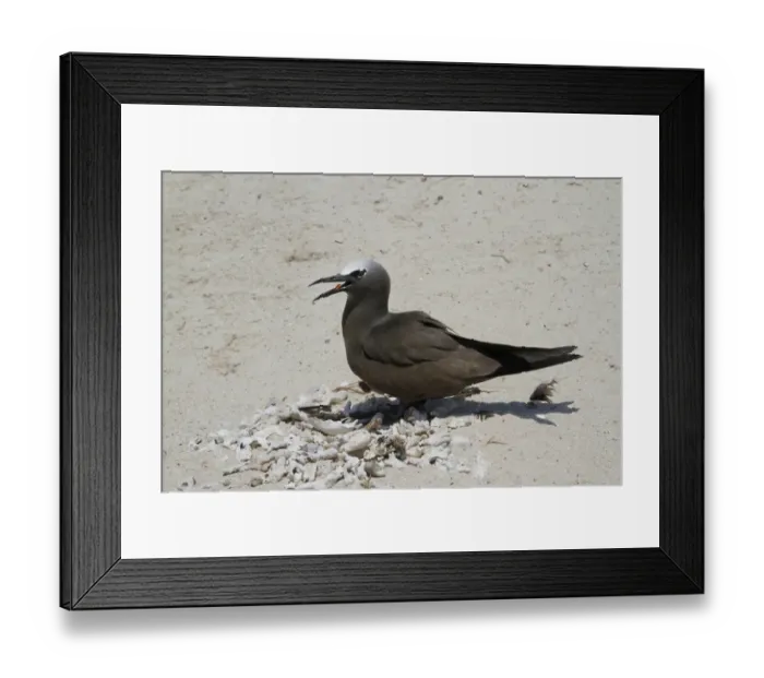 Framed Print : Common Noddy (Anous stolidus) adult, panting, standing with shells and dead coral collected for nest, Michaelmas Cay Framed Print : Common Noddy (Anous stolidus) adult, panting, standing with shells and dead coral collected for nest, Michaelmas Cay