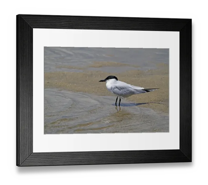 Framed Print : Gull-billed Tern (Gelochelidon nilotica) adult, breeding plumage, standing on mudflats at waterfront, Cairns Framed Print : Gull-billed Tern (Gelochelidon nilotica) adult, breeding plumage, standing on mudflats at waterfront, Cairns