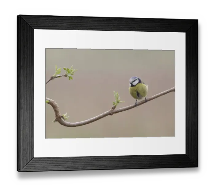 Framed Print : Blue Tit (Parus caeruleus) adult, perched on twig, West Yorkshire, England, April Framed Print : Blue Tit (Parus caeruleus) adult, perched on twig, West Yorkshire, England, April