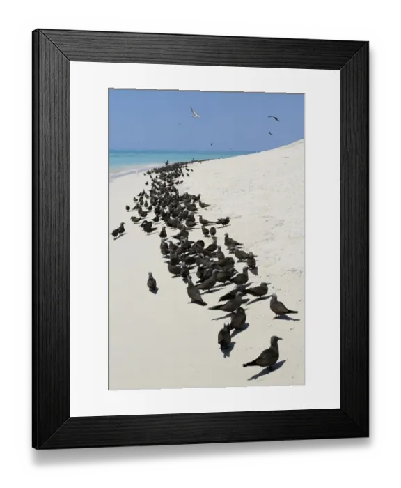 Framed Print : Common Noddy (Anous stolidus) flock, colony standing on beach, Michaelmas Cay, Michaelmas and Upolu Cays N. P Framed Print : Common Noddy (Anous stolidus) flock, colony standing on beach, Michaelmas Cay, Michaelmas and Upolu Cays N. P