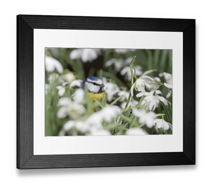Framed Print : Blue Tit (Parus caeruleus) adult, standing amongst Snowdrop (Galanthus nivalis) flowers, Suffolk, England, February