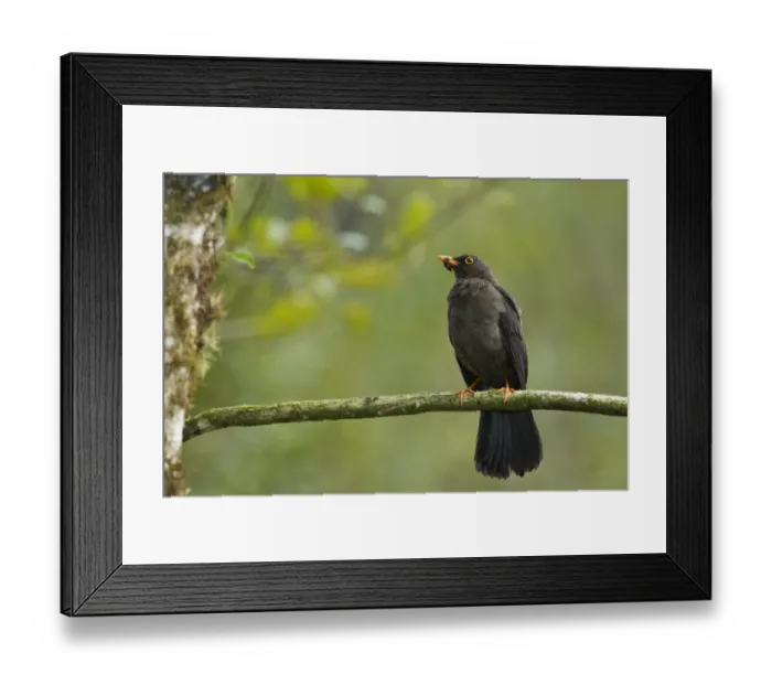 Framed Print : Great Thrush (Turdus fuscater) adult, with food in beak, perched on twig in montane rainforest, Andes, Ecuador