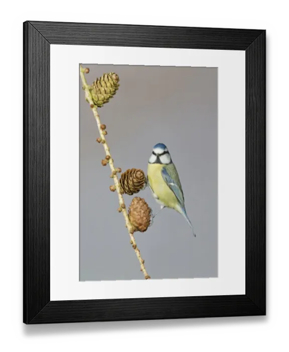 Framed Print : Blue Tit (Parus caeruleus) adult, perched on larch cones, Suffolk, England, February