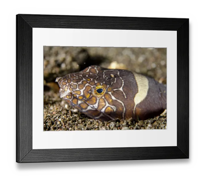 Framed Print : Napoleon Snake-eel (Ophichthus bonaparti) adult, close-up of head, at burrow entrance in sand, Horseshoe Bay