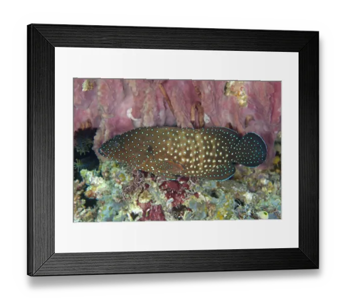 Framed Print : Blue-spotted Grouper (Cephalopholis cyanostigma) adult, swimming, between Komodo and Flores Islands, Komodo N. P