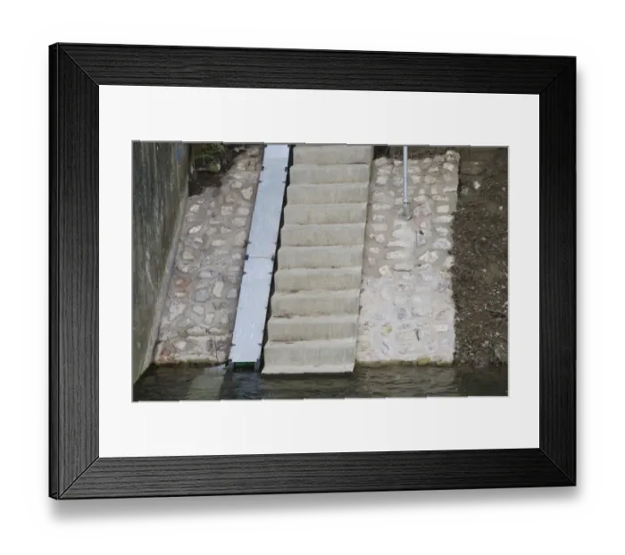 Framed Print : European Eel (Anguilla anguilla) bristle eel pass, River Severn, Gloucestershire, England, April Framed Print : European Eel (Anguilla anguilla) bristle eel pass, River Severn, Gloucestershire, England, April