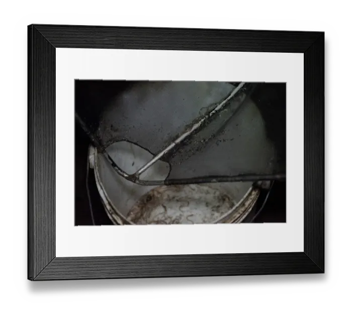 Framed Print : European Eel (Anguilla anguilla) elvers, caught in net, being emptied into bucket at night, River Severn