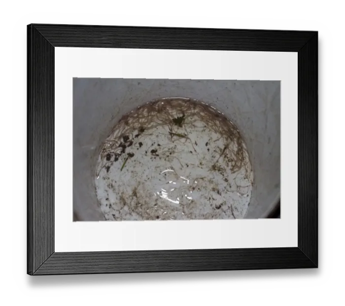 Framed Print : European Eel (Anguilla anguilla) elvers, in bucket at night, River Severn, Gloucestershire, England, April Framed Print : European Eel (Anguilla anguilla) elvers, in bucket at night, River Severn, Gloucestershire, England, April