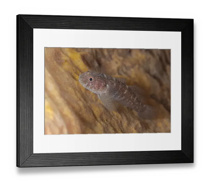 Framed Print : Barrel-sponge Ghostgoby (Pleurosicya labiata) adult, resting on Barrel Sponge (Xestospongia testudinaria) Framed Print : Barrel-sponge Ghostgoby (Pleurosicya labiata) adult, resting on Barrel Sponge (Xestospongia testudinaria)