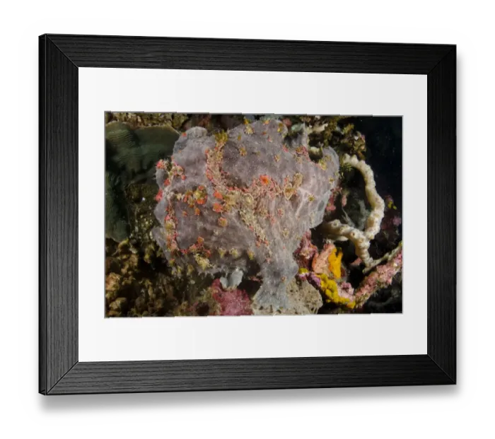 Framed Print : Giant Frogfish (Antennarius commersonii) adult, camouflaged on reef, Horseshoe Bay, Nusa Kode, Rinca Island Framed Print : Giant Frogfish (Antennarius commersonii) adult, camouflaged on reef, Horseshoe Bay, Nusa Kode, Rinca Island