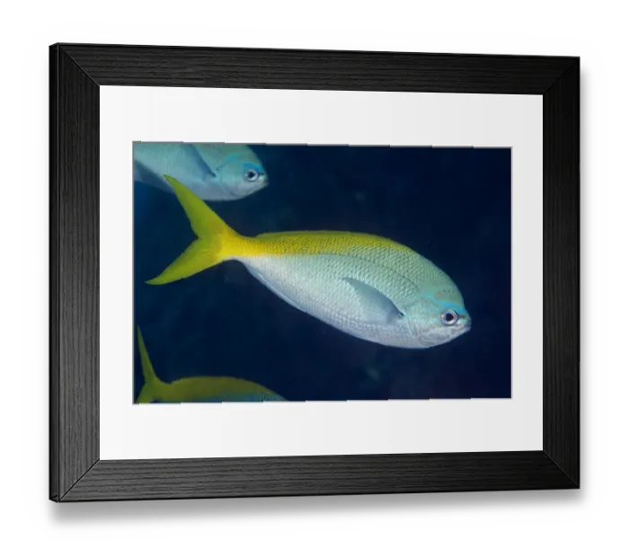 Framed Print : Redbelly Yellowtail Fusilier (Caesio cuning) adults, swimming, Gili Lawa Laut Island, near Komodo Island, Komodo N. P