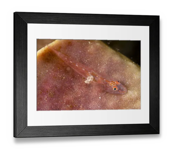 Framed Print : Slender Spongegoby (Phyllogobius platycephalops) adult, with parasite and egg case attached, resting on sponge Framed Print : Slender Spongegoby (Phyllogobius platycephalops) adult, with parasite and egg case attached, resting on sponge