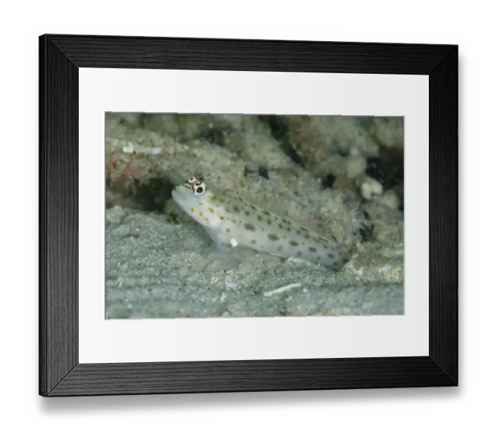 Framed Print : Gold-speckled Shrimpgoby (Ctenogobiops pomastictus) adult, at burrow entrance in sand, Kelor Island