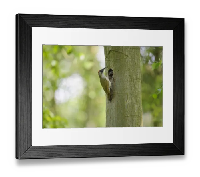 Framed Print : European Green Woodpecker (Picus viridis) adult female, feeding chicks at nesthole entrance in tree trunk Framed Print : European Green Woodpecker (Picus viridis) adult female, feeding chicks at nesthole entrance in tree trunk