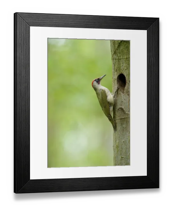 Framed Print : European Green Woodpecker (Picus viridis) adult male, at nesthole entrance in tree trunk, Cannock Chase, Staffordshire Framed Print : European Green Woodpecker (Picus viridis) adult male, at nesthole entrance in tree trunk, Cannock Chase, Staffordshire