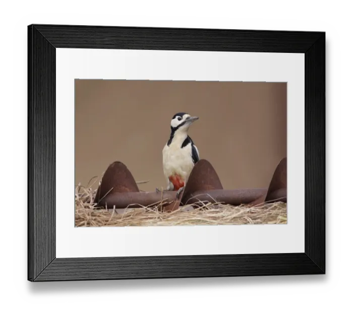 Framed Print : Great Spotted Woodpecker (Dendrocopos major) adult male, perched on rusty farm machinery, West Yorkshire, England Framed Print : Great Spotted Woodpecker (Dendrocopos major) adult male, perched on rusty farm machinery, West Yorkshire, England
