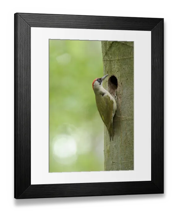Framed Print : European Green Woodpecker (Picus viridis) adult female, at nesthole entrance in tree trunk, Cannock Chase Framed Print : European Green Woodpecker (Picus viridis) adult female, at nesthole entrance in tree trunk, Cannock Chase