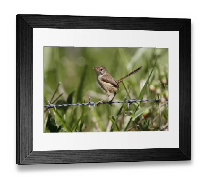 Framed Print : Red-backed Fairywren (Malurus melanocephalus) adult female, perched on barbed wire fence, Atherton Tableland
