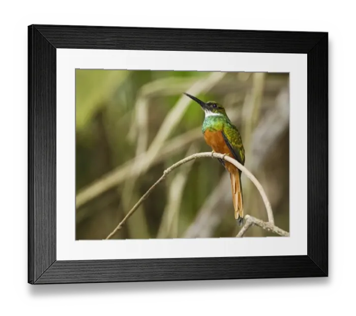 Framed Print : Rufous-tailed Jacamar (Galbula ruficauda) adult male, perched on twig in montane rainforest, Andes, Ecuador, November