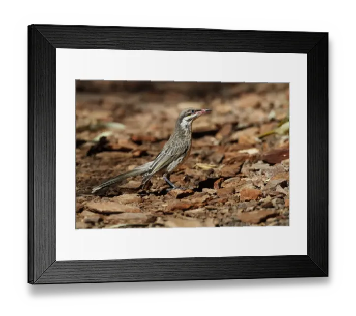 Framed Print : Spiny-cheeked Honeyeater (Acanthagenys rufogularis) adult, standing on ground, Ormiston Gorge, West MacDonnell N. P