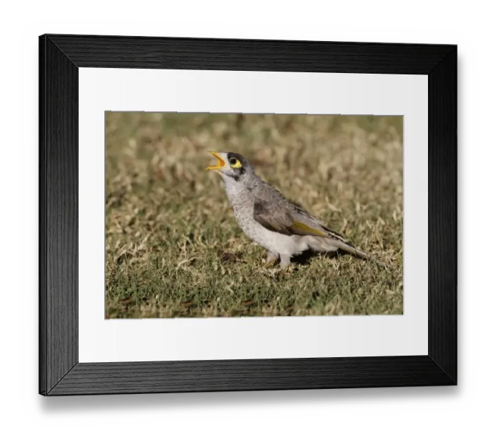 Framed Print : Yellow-throated Miner (Manorina flavigula) juvenile, begging for food, standing on short grass, Brisbane, Queensland