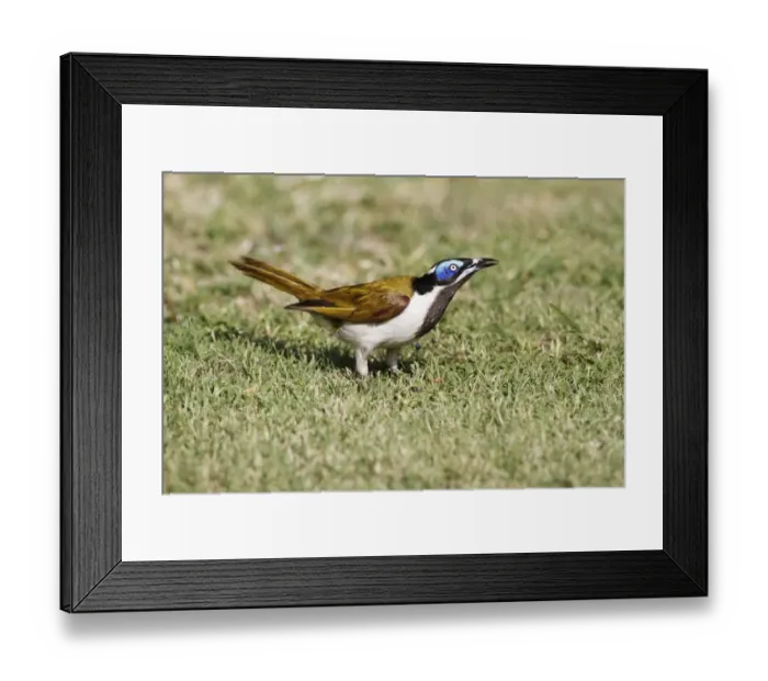 Framed Print : Blue-faced Honeyeater (Entomyzon cyanotis) adult, foraging on short grass in campsite, Queensland, Australia, October Framed Print : Blue-faced Honeyeater (Entomyzon cyanotis) adult, foraging on short grass in campsite, Queensland, Australia, October