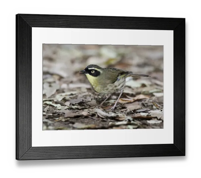 Framed Print : Yellow-throated Scrubwren (Sericornis citreogularis) adult, foraging amongst leaf litter, Green Mountain Framed Print : Yellow-throated Scrubwren (Sericornis citreogularis) adult, foraging amongst leaf litter, Green Mountain