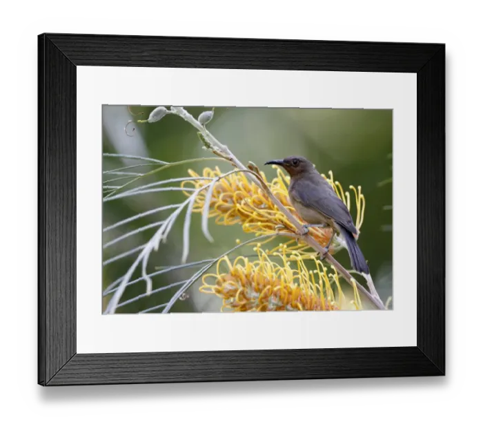 Framed Print : Dusky Honeyeater (Myzomela obscura) adult, feeding on nectar at Grevillea (Grevillea sp. ) flowers, Kingfisher Park Framed Print : Dusky Honeyeater (Myzomela obscura) adult, feeding on nectar at Grevillea (Grevillea sp. ) flowers, Kingfisher Park