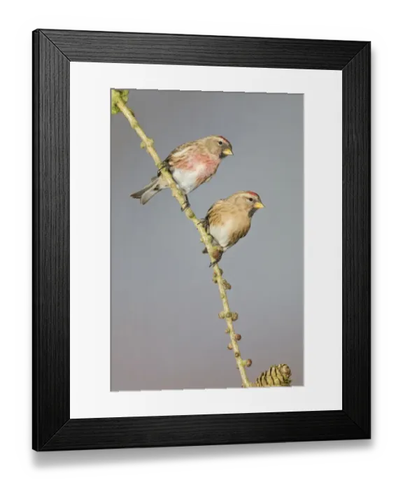 Framed Print : Lesser Redpoll (Carduelis cabaret) adult pair, perched on larch twig, Suffolk, England, February